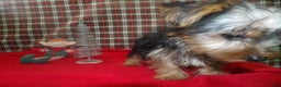 Yorkshire Terrier dogs for sale: Stewie - Ad 3