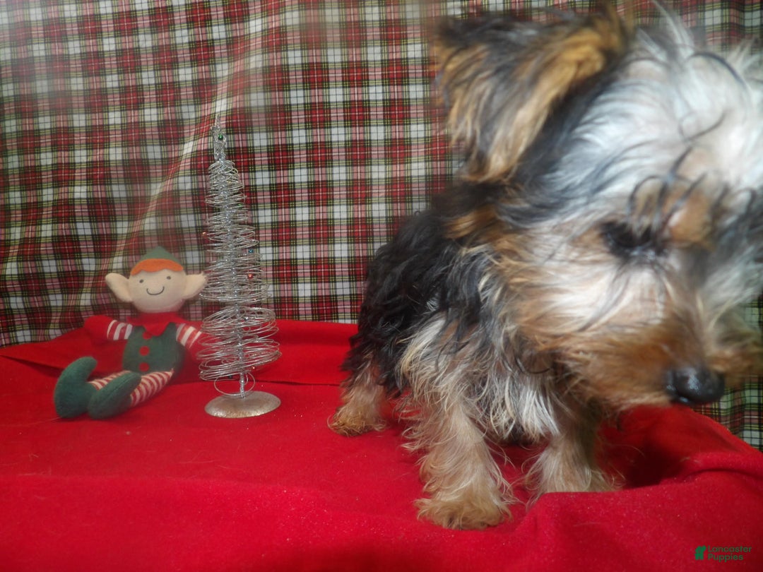 Yorkshire Terrier dogs for sale: Stewie - Ad 3