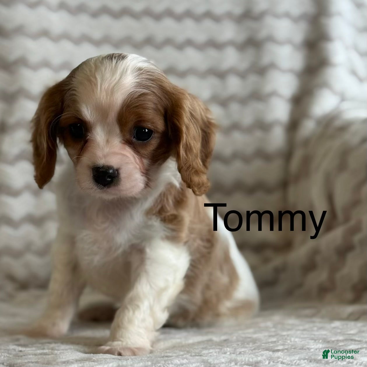 Cavalier King Charles Spaniel dogs Tommy - Ad 1
