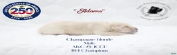 Cane Corso dogs for sale: "Adams" - Ad 2
