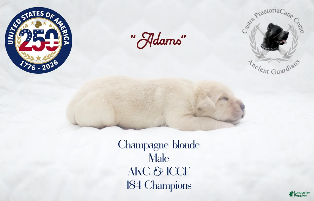 Cane Corso dogs for sale: "Adams" - Ad 2