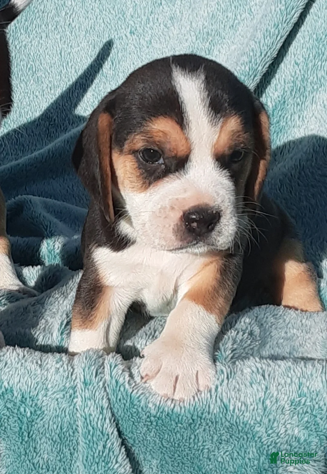 Puggle dogs for sale: Puggle 2 - Ad 1