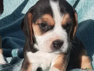 Puggle dogs Puggle 2 - Ad 25
