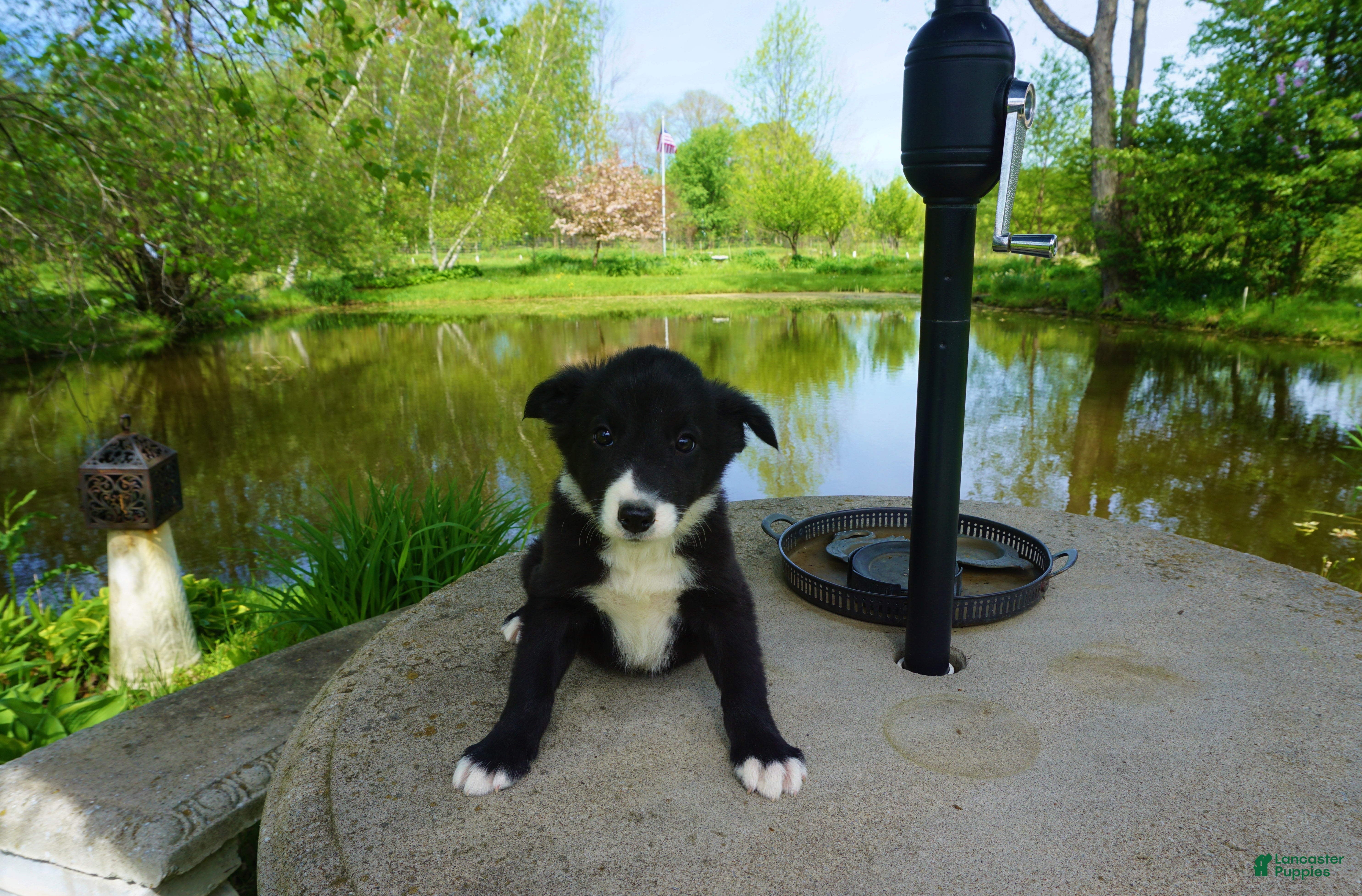 Border Collie dogs RYAN - Ad 16