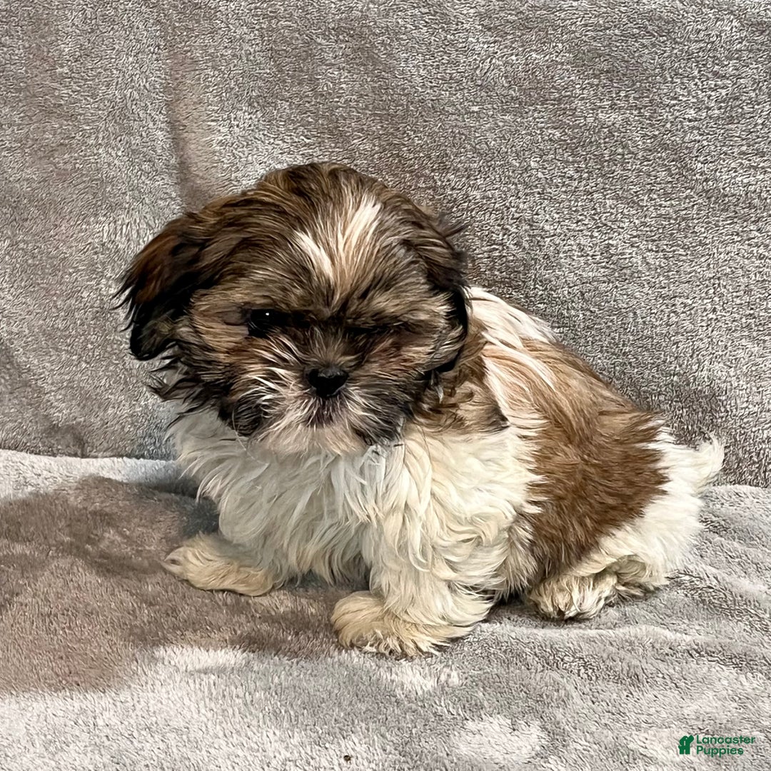 Shih Tzu dogs for sale: Henry - Ad 4
