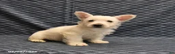 West Highland Terrier dogs for sale: Kent  - Ad 5