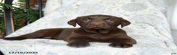 Labrador Retriever dogs for sale: Brown Sugar - Ad 1