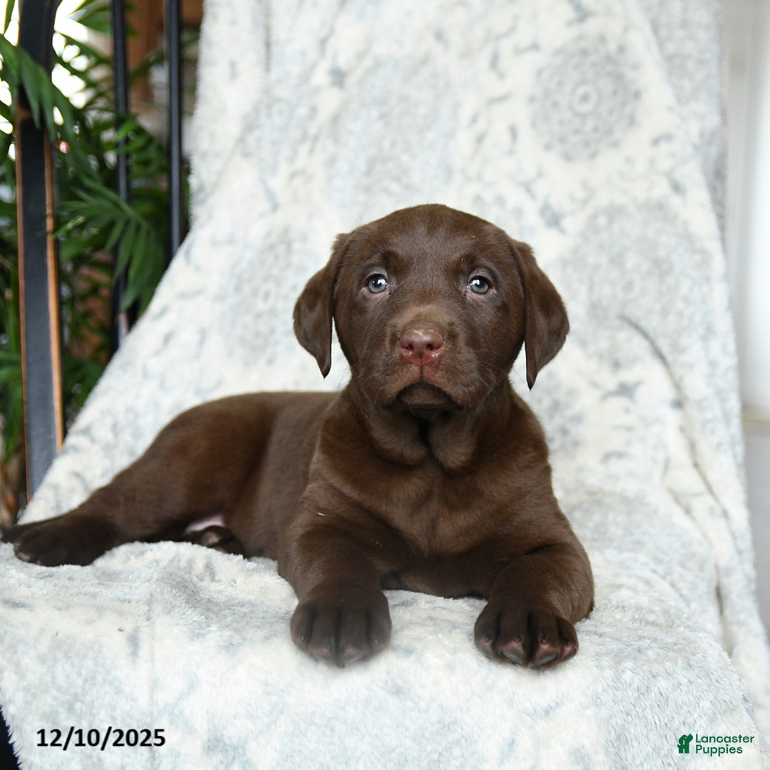 Labrador Retriever dogs for sale: Brown Sugar - Ad 1