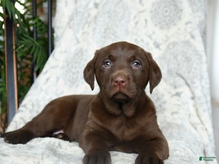 Labrador Retriever dogs Brown Sugar - Ad 6