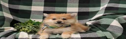 Pomeranian dogs for sale: Boone - Ad 6