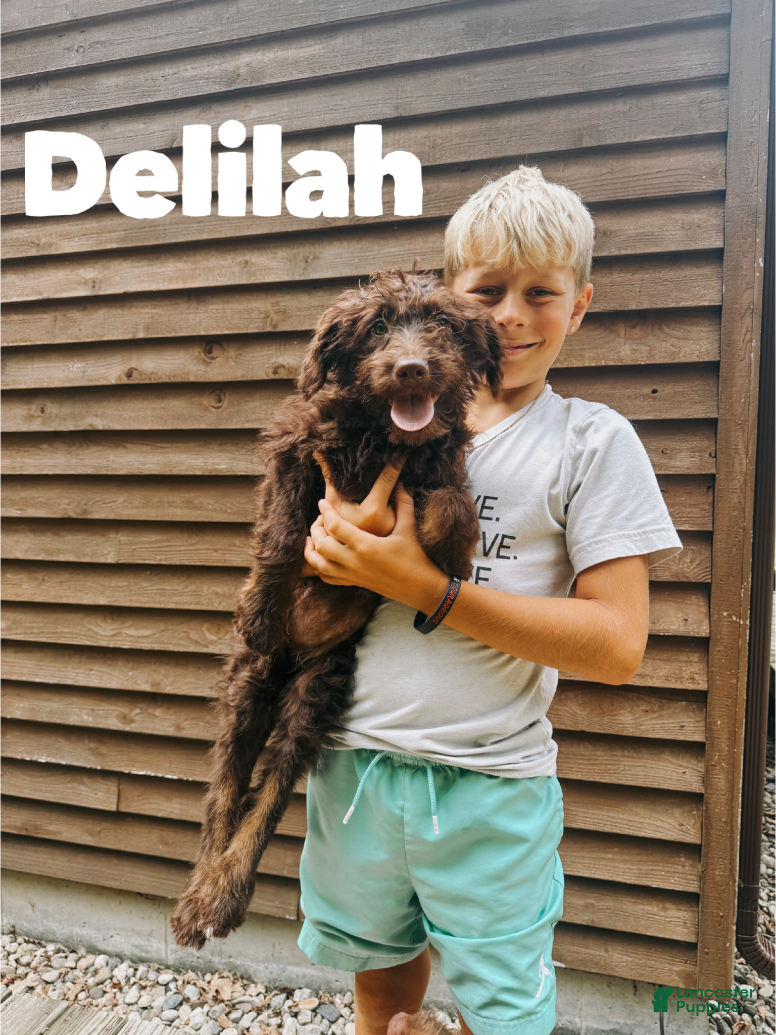 Aussiedoodle dogs Delilah  - Ad 30