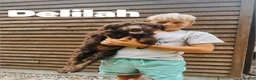 Aussiedoodle dogs for sale: Delilah  - Ad 1