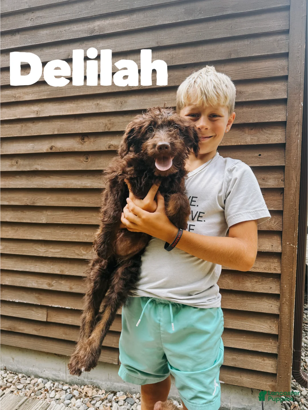 Aussiedoodle dogs for sale: Delilah  - Ad 1