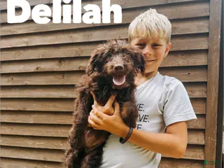 Aussiedoodle dogs Delilah - Ad 37