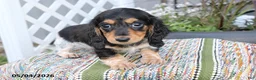 Miniature Dachshund dogs for sale: Cuddles - Ad 3