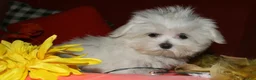 Maltese dogs for sale: Conrad - Ad 9