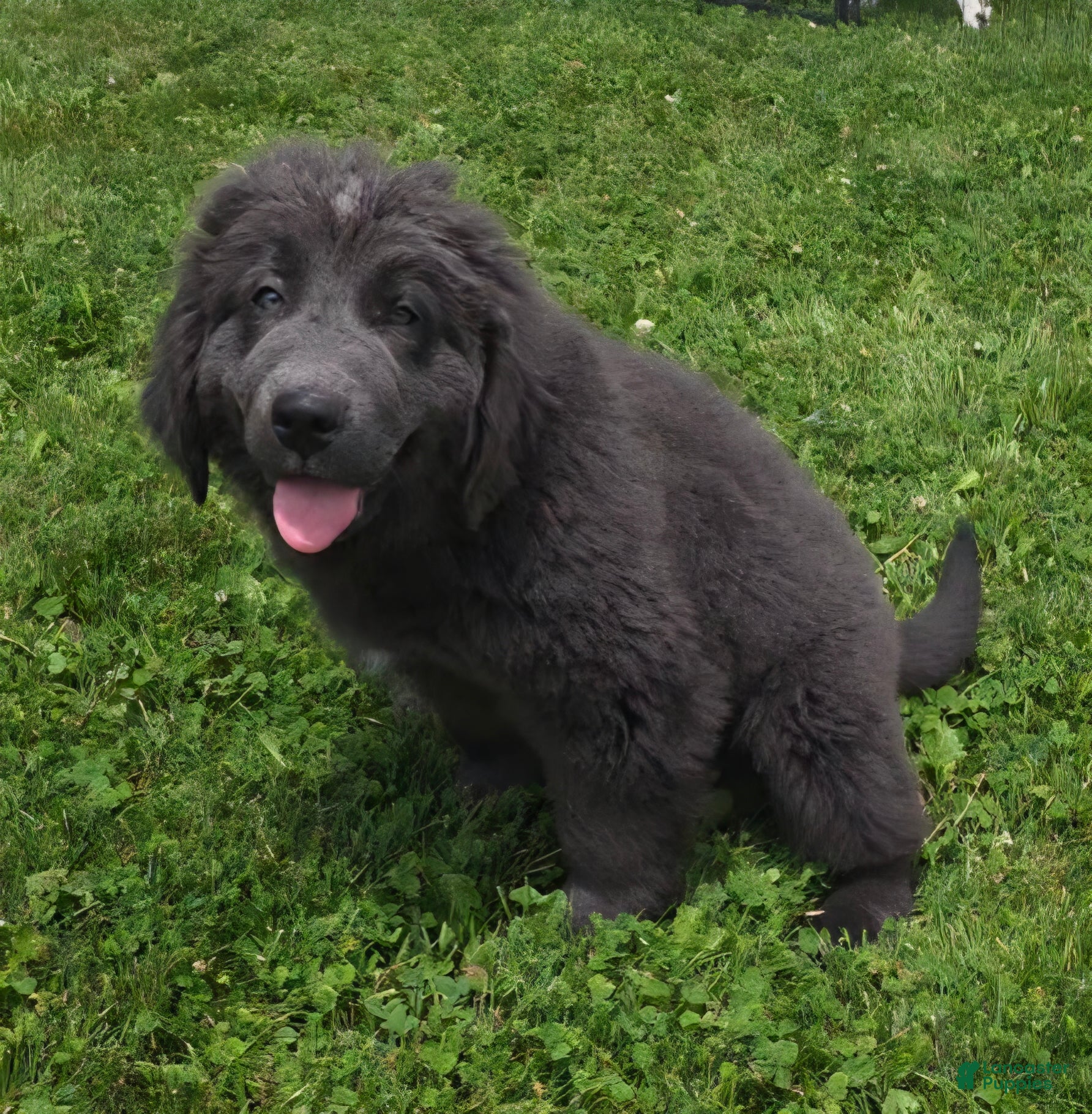 Newfoundland dogs Jasmine - Ad 2
