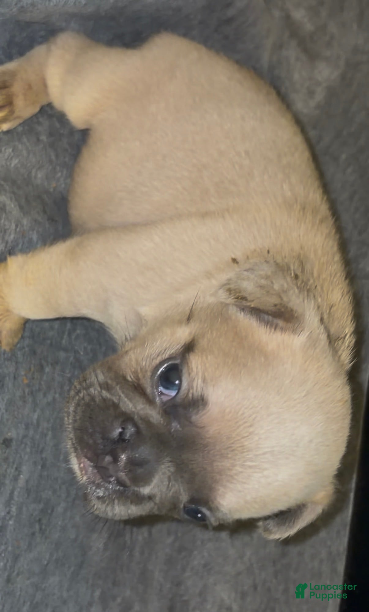 French Bulldog dogs Big boy - Ad 2