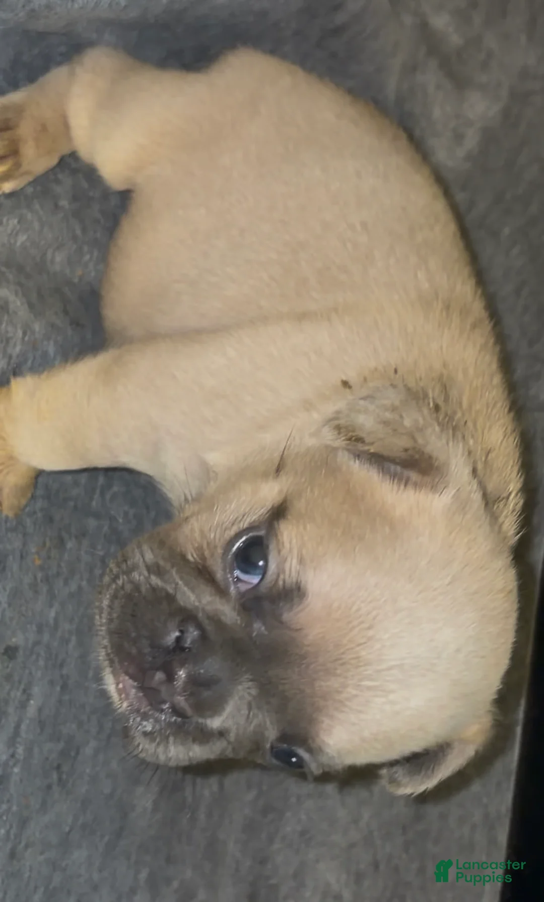 French Bulldog dogs for sale: Big boy - Ad 2
