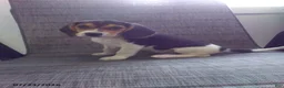 Beagle dogs for sale: Freddy - Ad 1