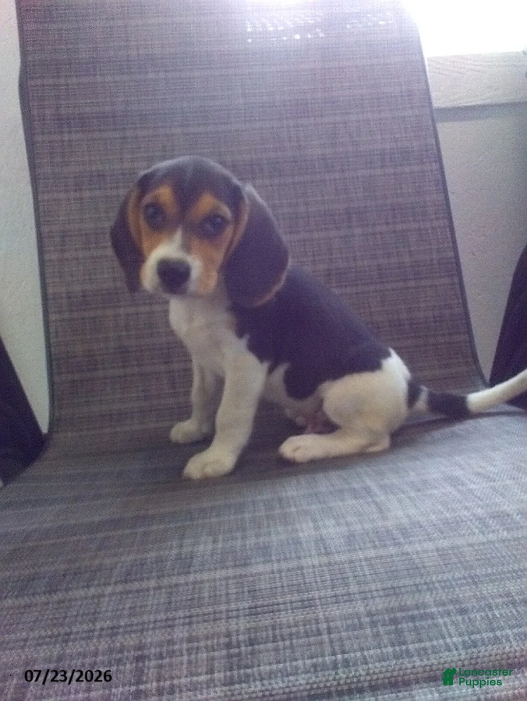 Beagle dogs for sale: Freddy - Ad 1
