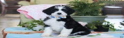 Bernedoodle dogs for sale: Hunter - Ad 1
