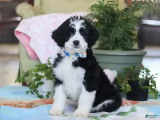 Bernedoodle dogs Hunter - Ad 28