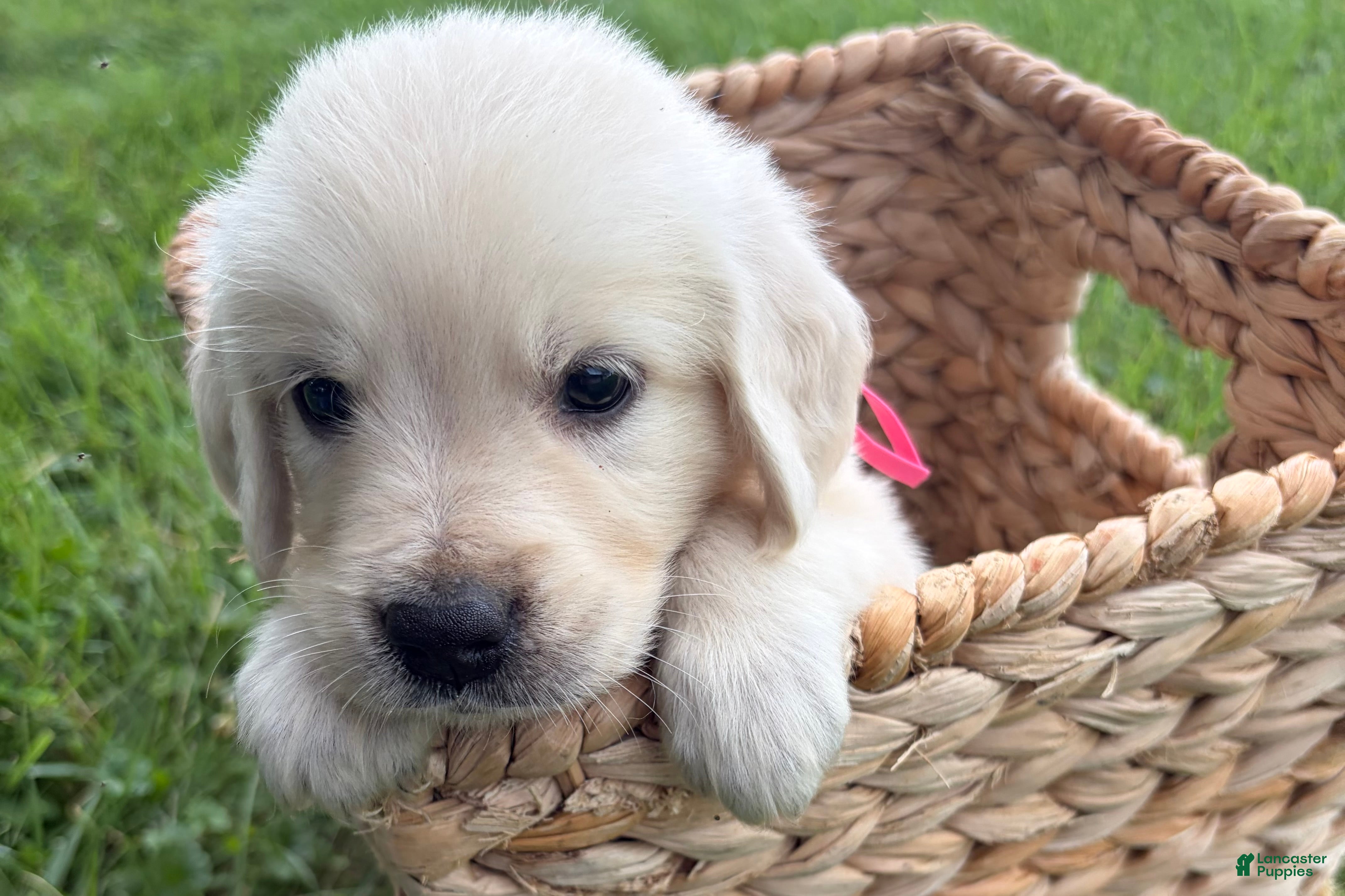 Golden Retriever dogs Pink - Ad 1