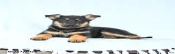 German Shepherd dogs for sale: Piper - Ad 1