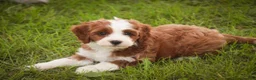 Cavapoo dogs for sale: Bella Cavapoo  - Ad 7