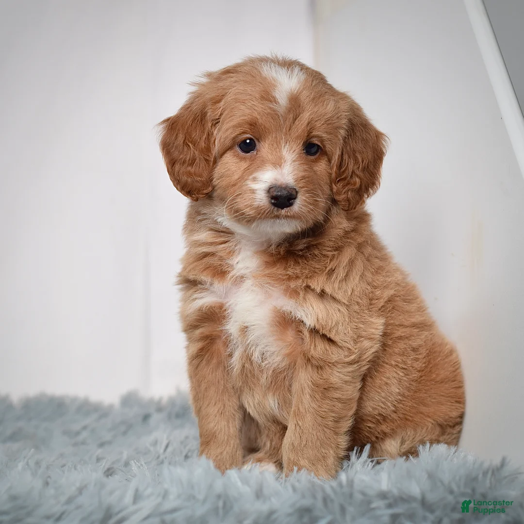 Mini Goldendoodle dogs for sale: Ms. Penelope - Ad 6