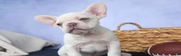 French Bulldog dogs for sale: 💕Jasmine  - Ad 22