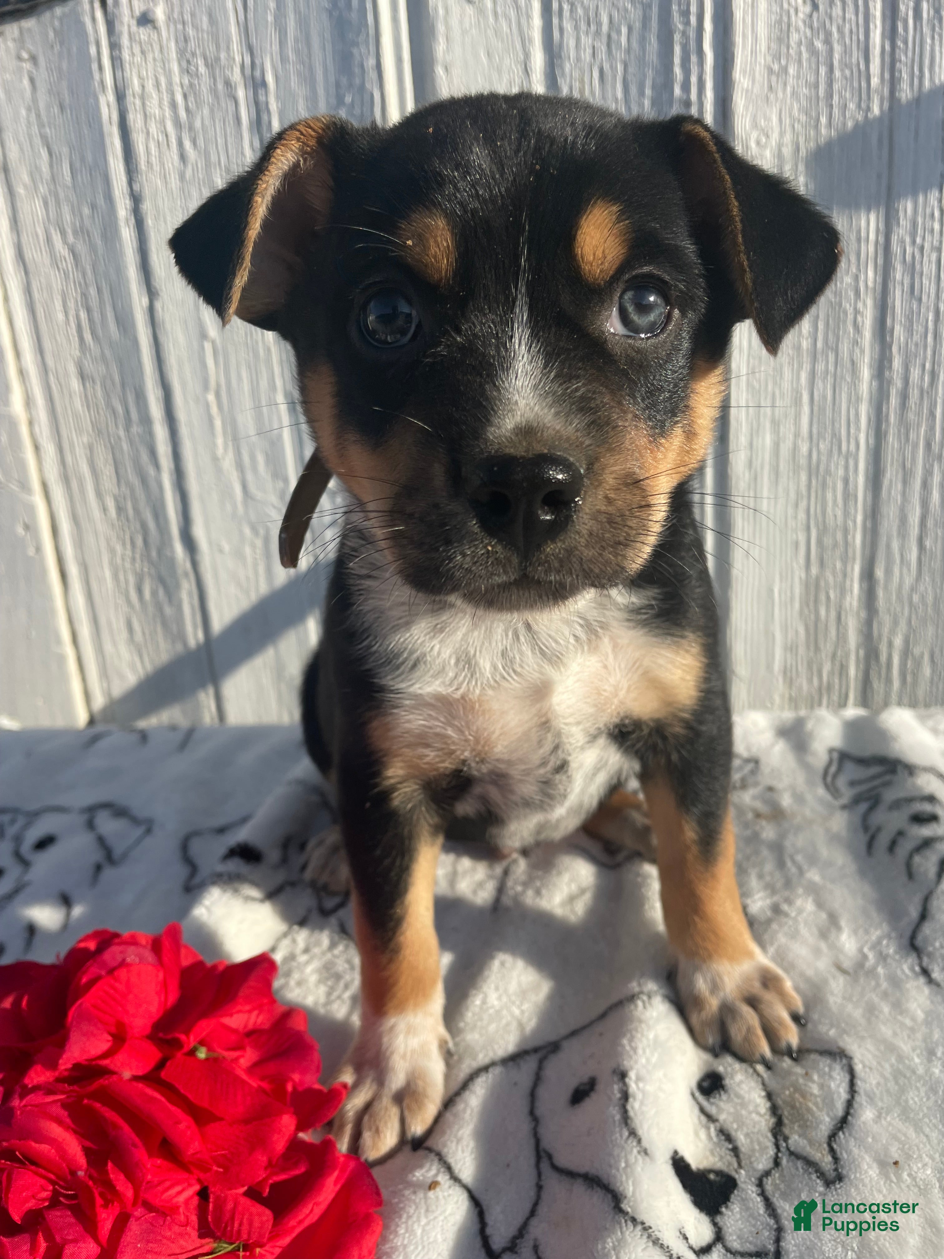 Mixed Breed dogs for sale: Butch - Ad 2