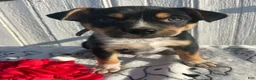 Mixed Breed dogs for sale: Butch - Ad 1