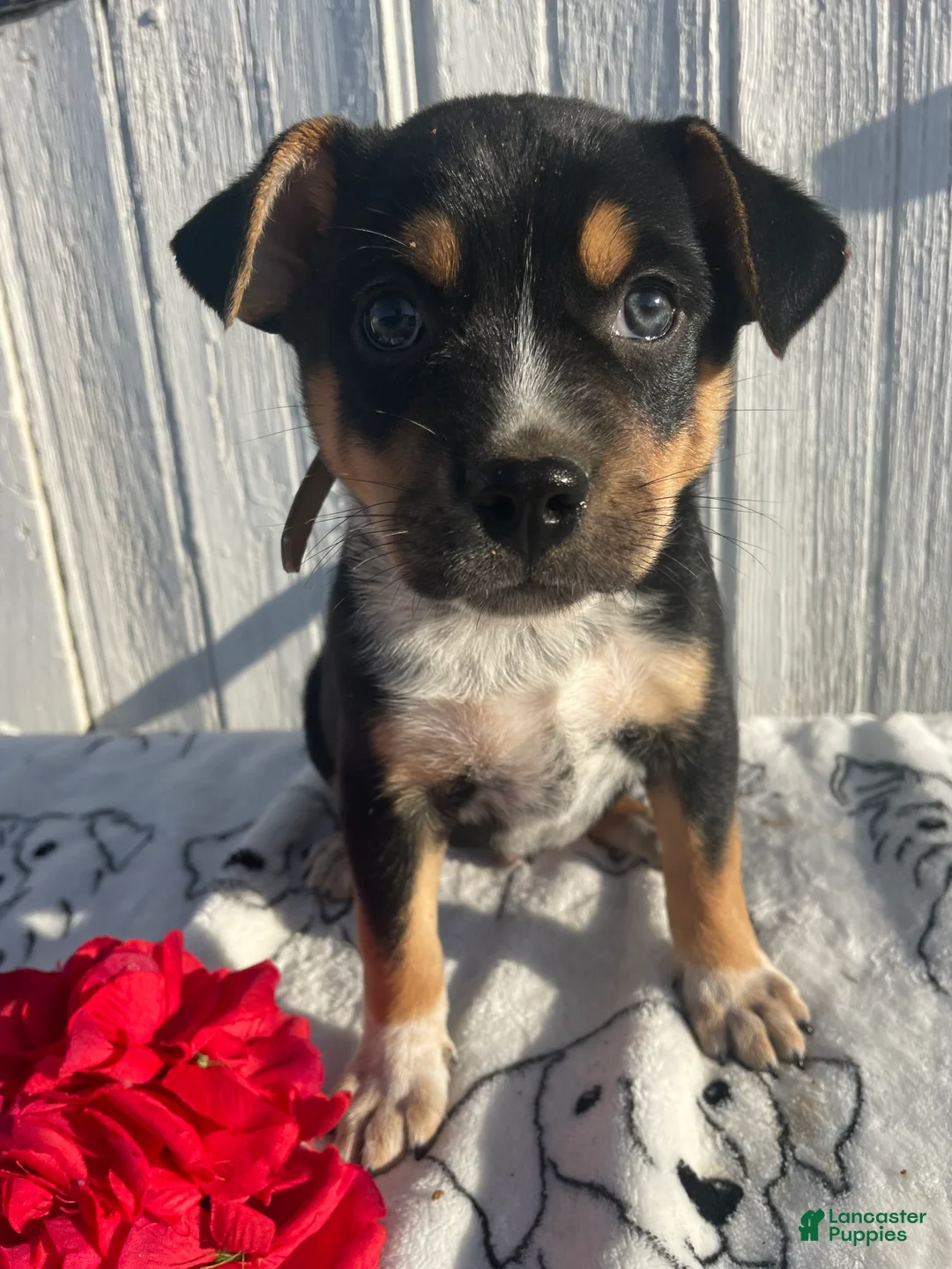 Mixed Breed dogs for sale: Butch - Ad 1