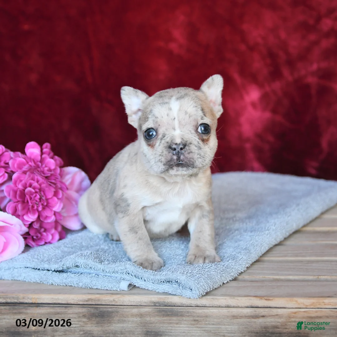 Frenchton dogs for sale: Hazel - Ad 1