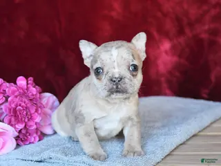 Frenchton dogs for sale: Hazel - Ad 2