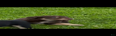 Australian Shepherd Puppy 4