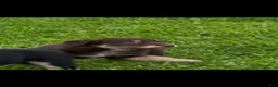 Australian Shepherd dogs for sale: Australian Shepherd Puppy 4 - Ad 1