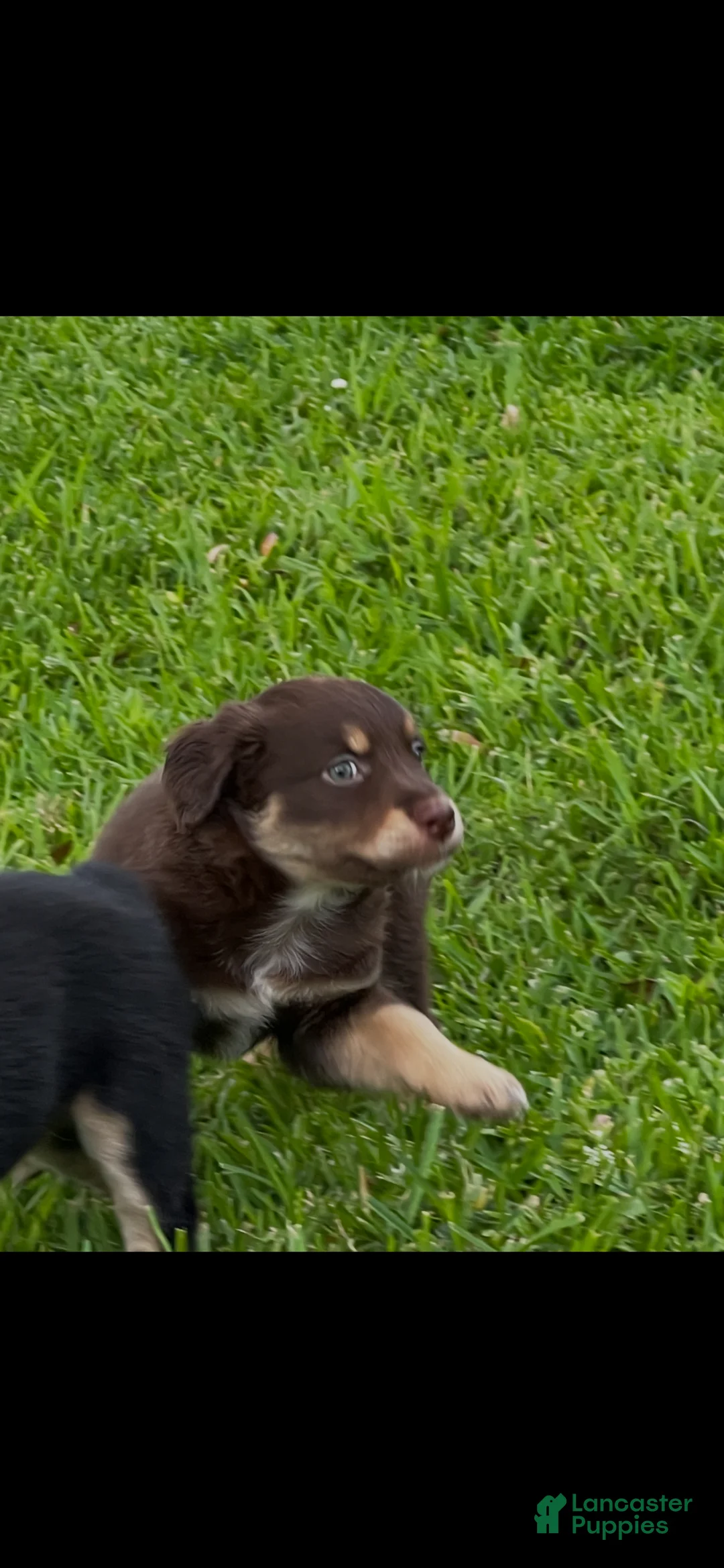 Australian Shepherd dogs for sale: Australian Shepherd Puppy 4 - Ad 1