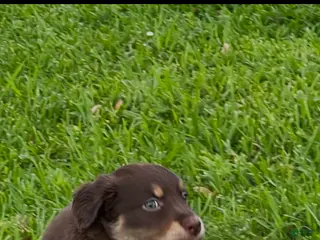 Australian Shepherd dogs for sale: Australian Shepherd Puppy 4 - Ad 3