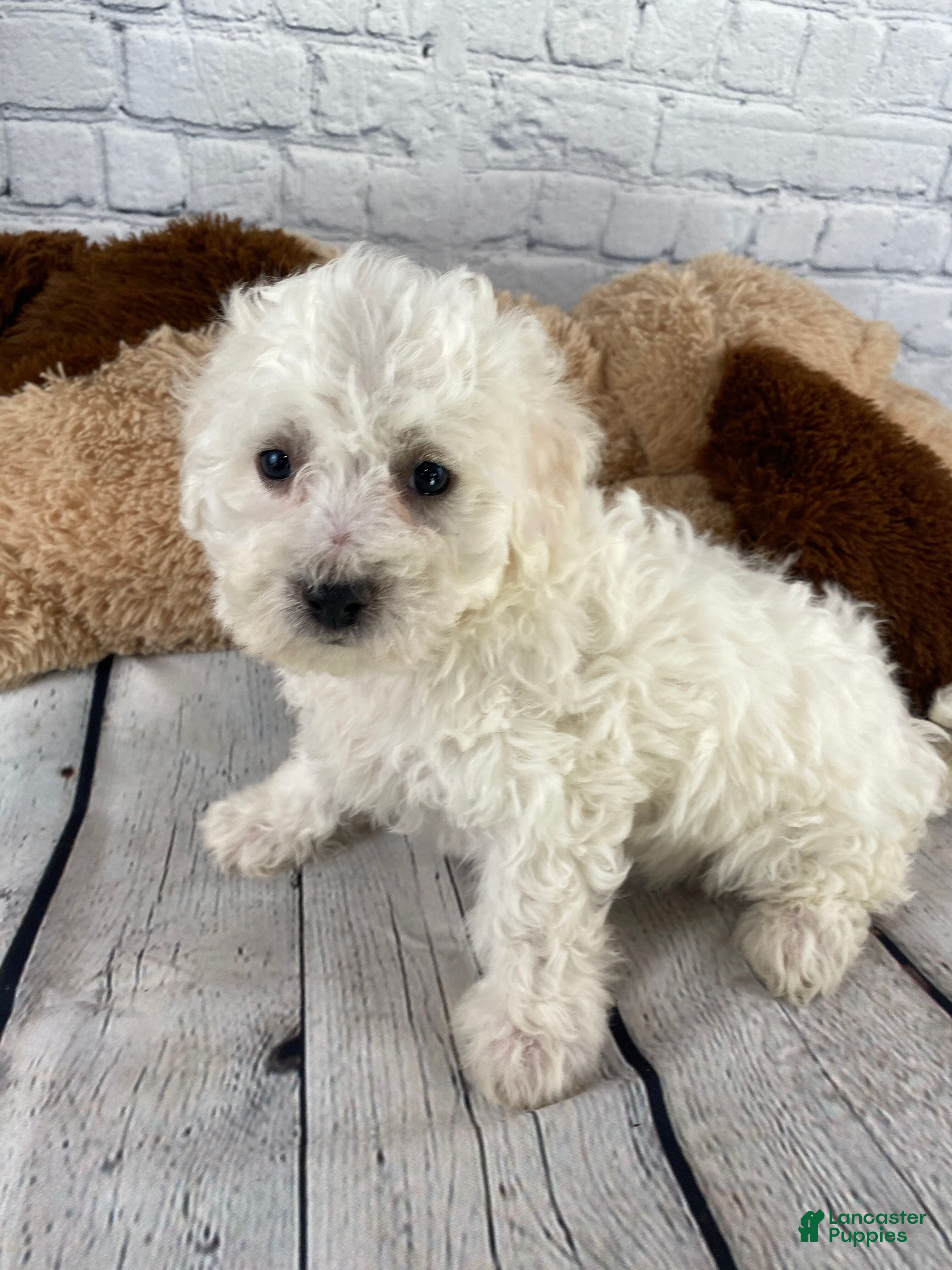 Bichon Frise dogs Rosie - Ad 1