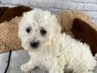 Bichon Frise dogs for sale: Rosie - Ad 1