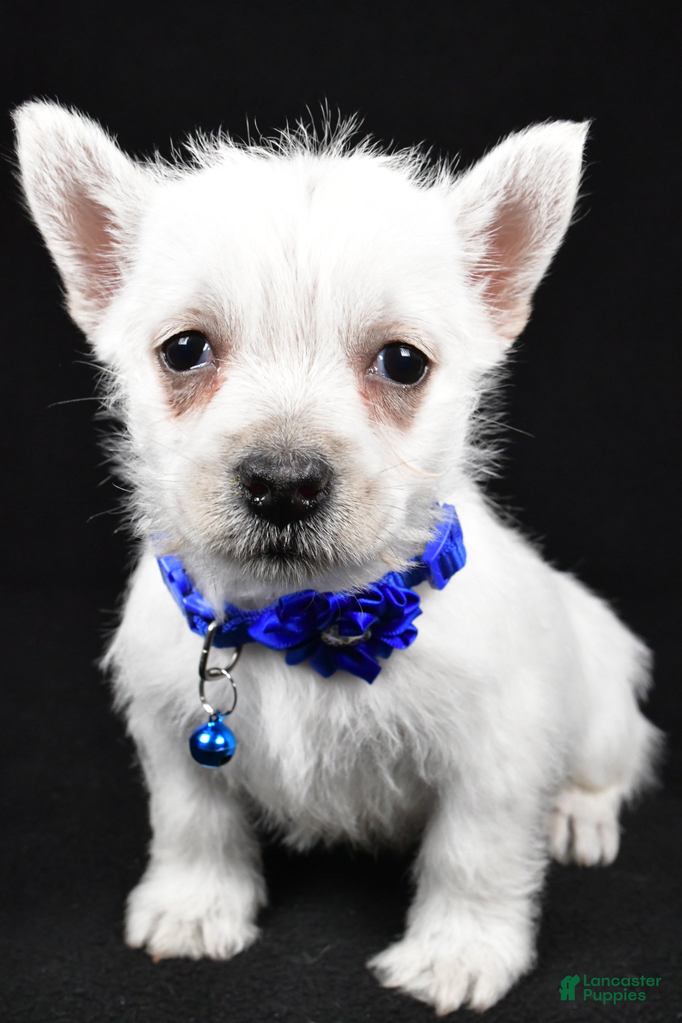 West Highland Terrier dogs Amy - Ad 1