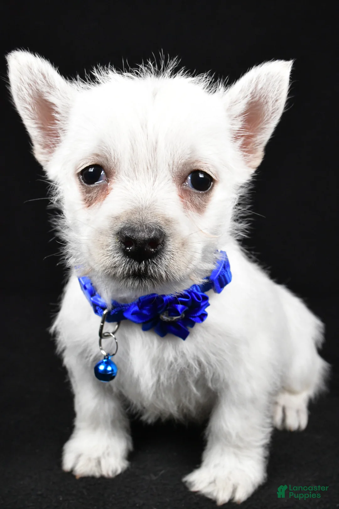 West Highland Terrier dogs for sale: Amy - Ad 1