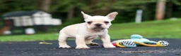French Bulldog dogs for sale: Koby - Ad 13