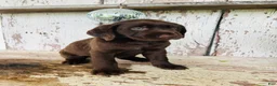 Labrador Retriever dogs for sale: Skye  - Ad 3
