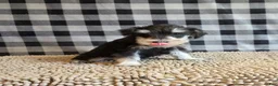 Miniature Schnauzer dogs for sale: Sarge - Ad 5