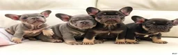 French Bulldog dogs for sale: Mickey Lilac Tan Frenchie Puppy - Ad 2