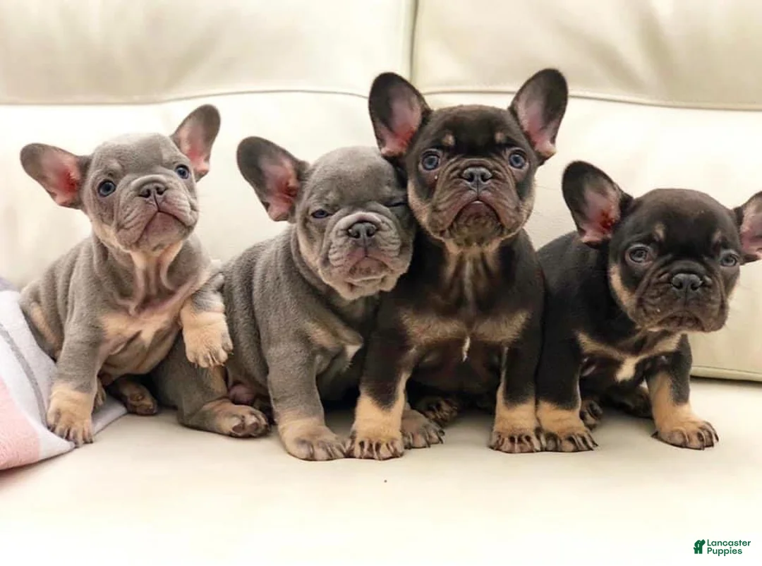 French Bulldog dogs for sale: Mickey Lilac Tan Frenchie Puppy - Ad 2